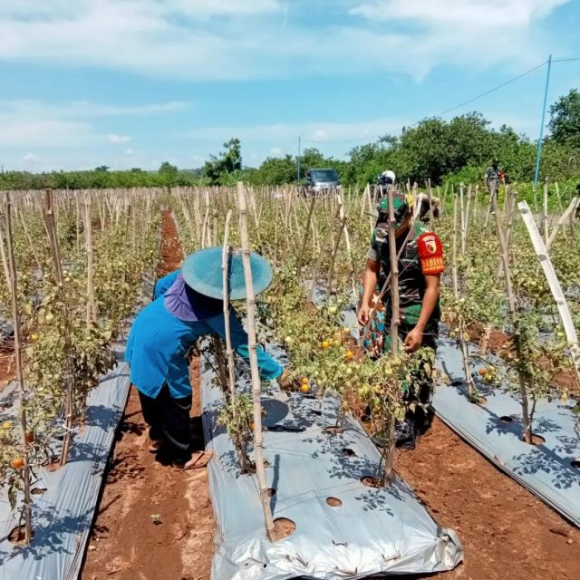 Dongkrak Semangat Mengelola Lahan Pertanian, Babinsa Desa kebonagung Bantu Petani Binaan Panen Tomat.