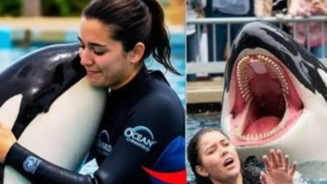 Tragis! Pelatih Paus Orca Jessica Tewas