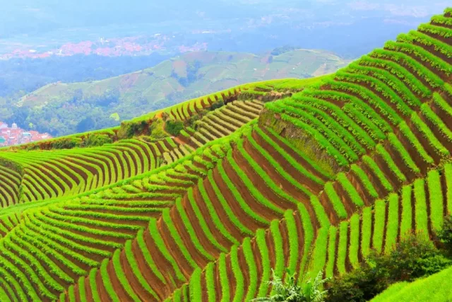 Pesona Terasering Panyaweuyan Bali nya Majalengka