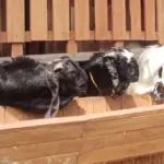 Kisah Inspiratif Ibu di Sukabumi: Dana PIP Rp 450 Ribu Beranak-pinak Jadi Tabungan Pendidikan