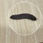 Musim Hujan: Ahli Biologi UNS Ungkap Siput Tanpa Cangkang Tak Berbahaya Langsung, Namun Waspadai Potensi Patogen