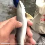 Tanggapi Video Viral ‘Anak Hiu’ di Banjir Jakarta, Pakar UGM Ungkap Fakta dan Saran Penanganan