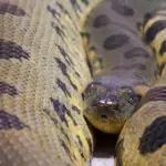 Video Ular Raksasa Tembus 14 Juta Views, Warganet Ungkap Kecurigaan Terhadap Keasliannya yang Diduga AI