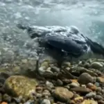 Ahli Biologi UGM Jelaskan Fenomena Burung Dipper yang Viral Berjalan di Dalam Air Sungai Pegunungan