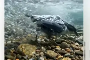 Ahli Biologi UGM Jelaskan Fenomena Burung Dipper yang Viral Berjalan di Dalam Air Sungai Pegunungan