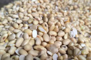 Akindo Soroti Komitmen Impor Kedelai AS: Jamin Pasokan Nasional dan Perkuat Industri Hilir