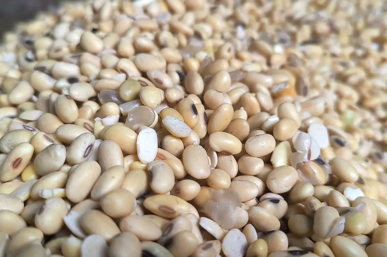 Akindo Soroti Komitmen Impor Kedelai AS: Jamin Pasokan Nasional dan Perkuat Industri Hilir Akindo Soroti Komitmen Impor Kedelai AS: Jamin Pasokan Nasional dan Perkuat Industri Hilir