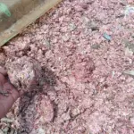 Bank Indonesia Tanggapi Heboh Cacahan Uang di Bekasi, Pastikan Pemusnahan Sesuai Aturan dan Telusuri Video Viral