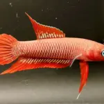 BRIN dan UBB Kerja Sama Selamatkan Betta burdigala, Ikan Endemik Bangka Belitung yang Terancam Punah