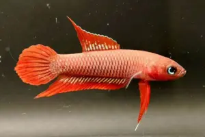 BRIN dan UBB Kerja Sama Selamatkan Betta burdigala, Ikan Endemik Bangka Belitung yang Terancam Punah