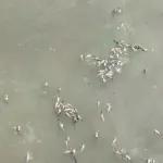 BRIN Ungkap Potensi Pencemaran Kimia Sungai Cisadane Dampak Kebakaran Gudang Pestisida di Tangerang