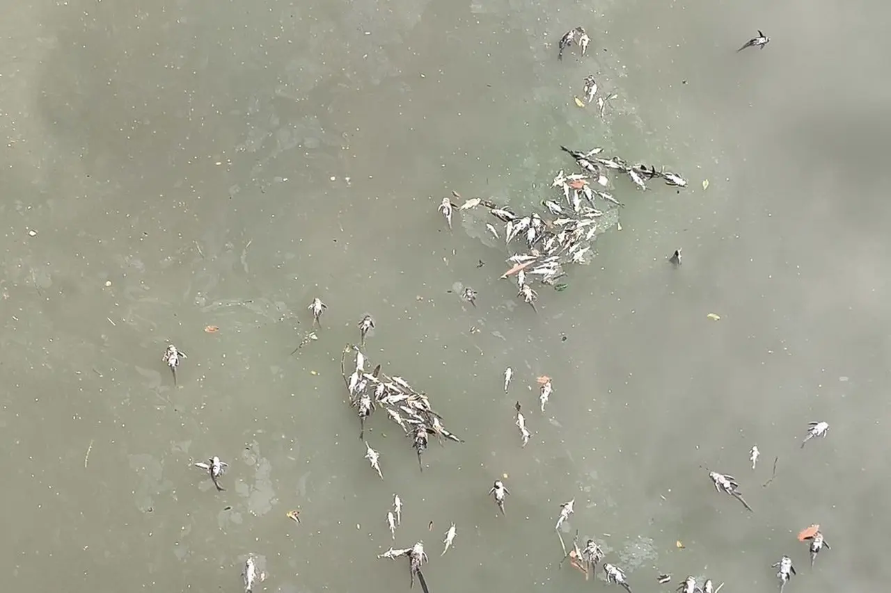 BRIN Ungkap Potensi Pencemaran Kimia Sungai Cisadane Dampak Kebakaran Gudang Pestisida di Tangerang