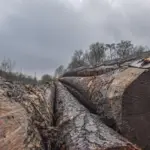 Deforestasi Hutan Atlantik Brasil Picu Nyamuk Lebih Suka Gigit Manusia, Tingkatkan Risiko Penyakit