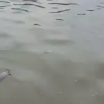 Dinkes Kabupaten Tangerang Larang Warga Konsumsi Ikan Sungai Cisadane Akibat Cemaran Pestisida