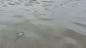 Dinkes Kabupaten Tangerang Larang Warga Konsumsi Ikan Sungai Cisadane Akibat Cemaran Pestisida