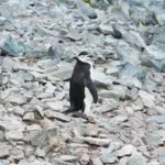 Dokter Hewan UGM Slamet Rahardjo Jelaskan Alasan Ilmiah di Balik Perilaku Anomali Penguin yang Viral