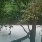 Fakta Kebakaran Gudang Pestisida di Tangerang Selatan: Api Padam 12 Jam Hingga Ratusan Ikan Mati