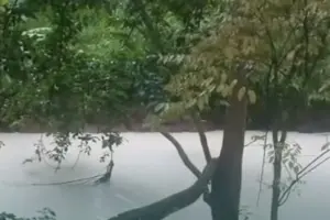 Fakta Kebakaran Gudang Pestisida di Tangerang Selatan: Api Padam 12 Jam Hingga Ratusan Ikan Mati