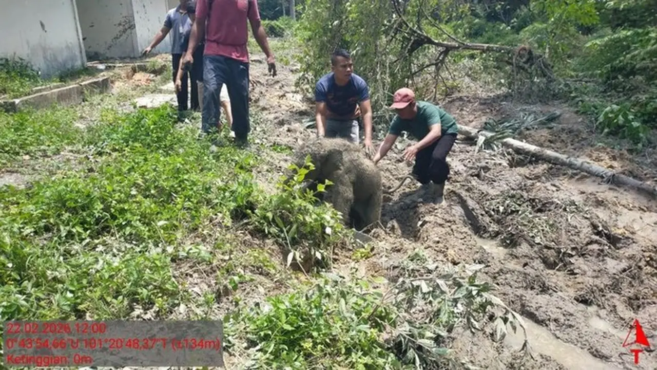 Gajah Liar Mengamuk di Siak: Anak Gajah Terperosok Septic Tank, Polisi Jelaskan Upaya Penanganan