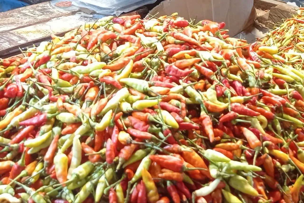 Harga Cabai Rawit Melonjak Drastis di 214 Daerah, BPS dan Kemendagri Bahas Pengendalian Inflasi Harga Cabai Rawit Melonjak Drastis di 214 Daerah, BPS dan Kemendagri Bahas Pengendalian Inflasi