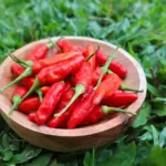 Harga Cabai Rawit Merah di Kepulauan Seribu Melonjak, Bapanas Tekan Biaya Logistik Jelang Ramadan