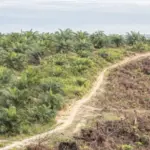 Hashim Djojohadikusumo Soroti 4 Juta Hektar Lahan Sawit Ilegal, Pakar Ingatkan Kepastian Hukum