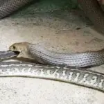 Ilmuwan Jelaskan Alasan Ular Berevolusi Jadi Kanibal dan Kaitannya dengan Ketahanan Ekologis