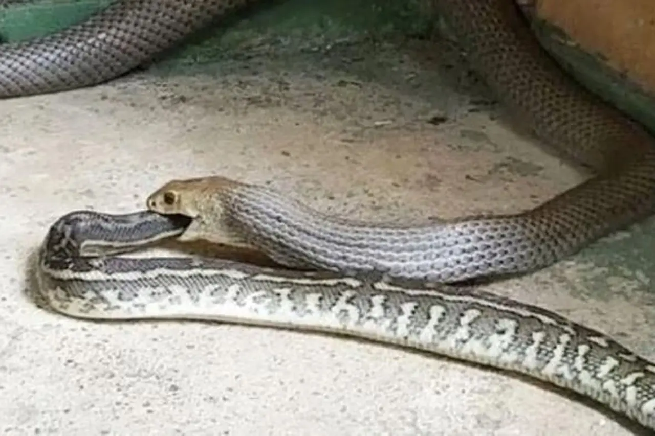 Ilmuwan Jelaskan Alasan Ular Berevolusi Jadi Kanibal dan Kaitannya dengan Ketahanan Ekologis