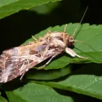 Ilmuwan Ungkap Rahasia Ngengat Deteksi Suara Ultrasonik Tanaman Stres Sebelum Memutuskan Bertelur