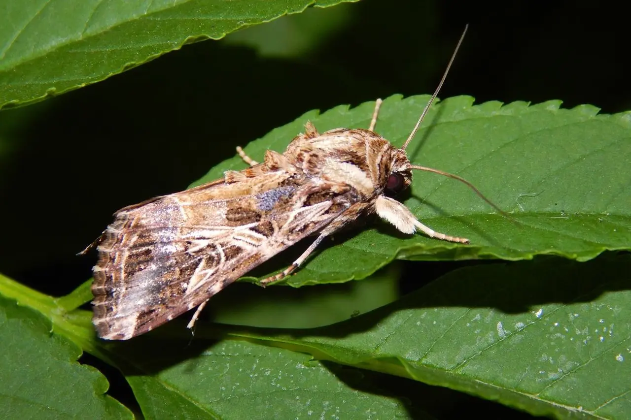 Ilmuwan Ungkap Rahasia Ngengat Deteksi Suara Ultrasonik Tanaman Stres Sebelum Memutuskan Bertelur Ilmuwan Ungkap Rahasia Ngengat Deteksi Suara Ultrasonik Tanaman Stres Sebelum Memutuskan Bertelur