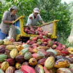 Indonesia Catat Surplus Perdagangan USD 41,05 Miliar, Perkebunan Ungkap Strategi Jaga Kinerja Ekspor Berkelanjutan