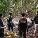 Kasus Gajah Mati Tanpa Kepala di Riau: Polisi Periksa 33 Saksi dan Panggil Direksi PT RAPP