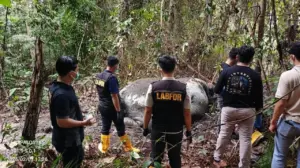 Kasus Gajah Mati Tanpa Kepala di Riau: Polisi Periksa 33 Saksi dan Panggil Direksi PT RAPP