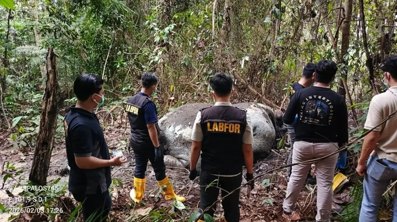 Kasus Gajah Mati Tanpa Kepala di Riau: Polisi Periksa 33 Saksi dan Panggil Direksi PT RAPP