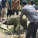 Kawanan Gajah Liar Mengamuk di Riau, Terungkap Pemicu Anak Gajah Terperosok ke Septic Tank