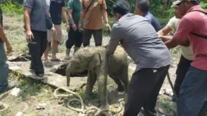 Kawanan Gajah Liar Mengamuk di Riau, Terungkap Pemicu Anak Gajah Terperosok ke Septic Tank