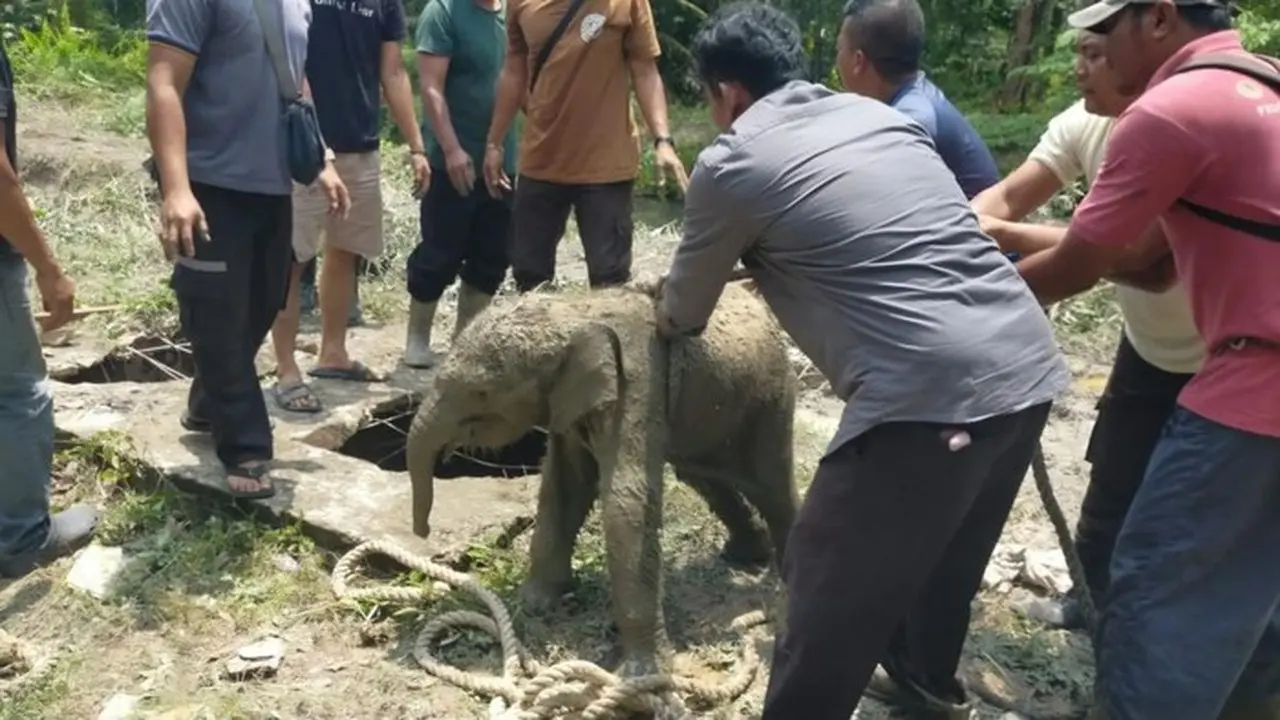 Kawanan Gajah Liar Mengamuk di Siak, Rusak Fasilitas Karyawan Usai Anak Gajah Terjebak Septic Tank