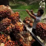 Kemendag Umumkan Kenaikan Harga Referensi CPO Maret 2026, Permintaan India dan Tiongkok Jadi Pemicu Utama