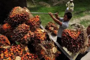 Kemendag Umumkan Kenaikan Harga Referensi CPO Maret 2026, Permintaan India dan Tiongkok Jadi Pemicu Utama
