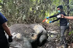 Kemenhut Panggil Direksi PT RAPP Terkait Temuan Gajah Mati Tanpa Kepala dengan Luka Tembak di Riau