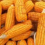 Kemenko Perekonomian Ungkap Alasan Impor Jagung AS untuk Industri MaMin, Jamin Produksi Lokal Aman