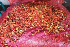 Kementan Guyur 1,7 Ton Cabai Rawit Merah ke PIKJ: Targetkan Harga Stabil di Bawah Rp 65.000/Kg