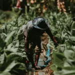 Kementan Soroti Signifikansi Industri Tembakau: Sumbang Rp 300 Triliun dan Serap Jutaan Pekerja