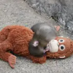 Kisah Punch, Bayi Monyet Makaka Jepang yang Viral Usai Jadikan Boneka Orangutan Ibu Pengganti