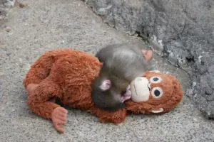 Kisah Punch, Bayi Monyet Makaka Jepang yang Viral Usai Jadikan Boneka Orangutan Ibu Pengganti