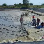 KKP Catat Produksi Tambak Udang Kebumen Capai 358 Ton pada 2025, Dipastikan Bebas Antibiotik