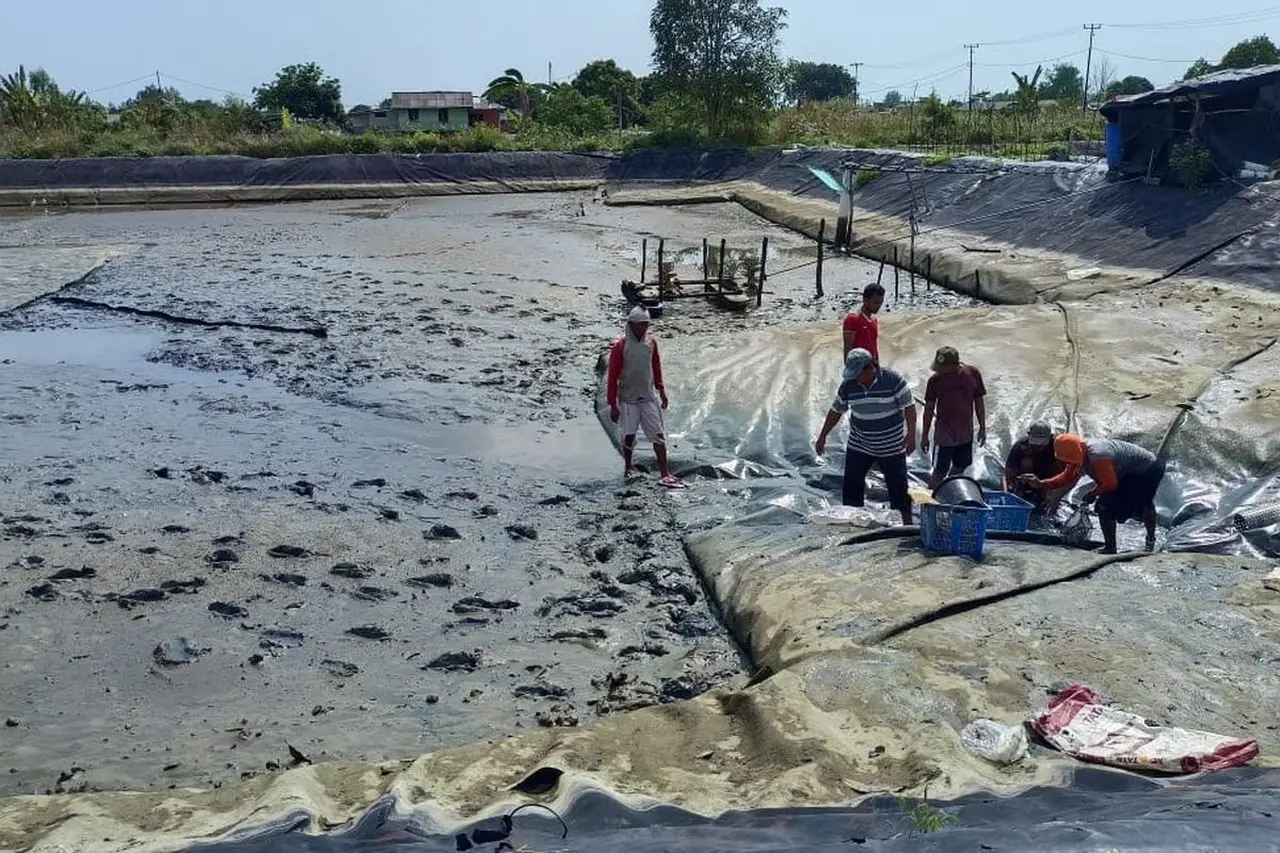 KKP Catat Produksi Tambak Udang Kebumen Capai 358 Ton pada 2025, Dipastikan Bebas Antibiotik KKP Catat Produksi Tambak Udang Kebumen Capai 358 Ton pada 2025, Dipastikan Bebas Antibiotik
