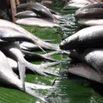 KKP Perketat Pengawasan Ikan Berformalin Jelang Ramadhan, Pastikan Stok di Pasar Aman Konsumsi