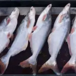 KKP Targetkan Ekspor Ikan Patin ke Arab Saudi Kembali Pulih demi Penuhi Kebutuhan Jemaah Haji