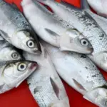 KKP Ungkap Daftar Daerah Penghasil Ikan Terbesar, Stok Pangan Dijamin Aman Hingga Idul Fitri